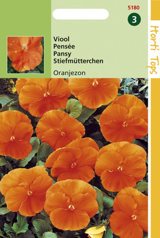 Veilchen orange Sonne (Viola wittrockiana)